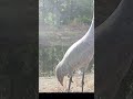 Sandhill Crane Came RIGHT Up to Our Hidden Trail Camera! #shorts