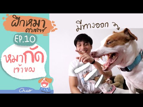 วิธีฝึกแก้หมากัด! เจ้าของ (ยัดมือใส่ปากหมา&การฉก) | ฝึกหมาศาสตร์ EP.10