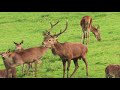 exmoor stag rut