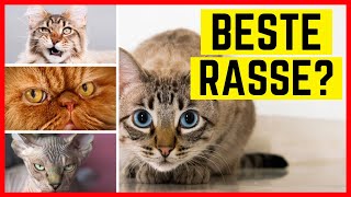 TOP 10 KATZENRASSEN  Das sind die beliebtesten Rassekatzen in Deutschland