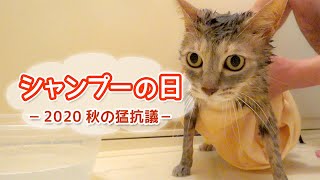 シャンプーの日 〜2020 秋の猛抗議〜