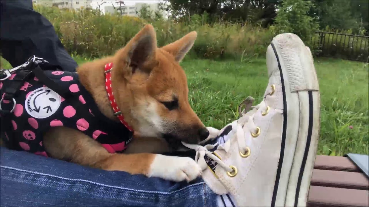 豆柴丸子 歩かないのが悩みな柴犬 子犬 可愛い Worry Not To Walk Youtube