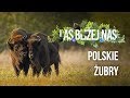 Las bliżej nas - Polskie żubry