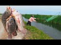 pesca de tilapia Grandes - pesca con Atarraya - Cast Net Fishing Videos