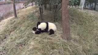 pandapia 20140217-月亮室外-雅二、明明-明明與雅二結梁起因：明明上樹對雅二炫耀，不慎落下被雅二嘲笑，於是明明就怒了