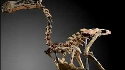 Rare dodo skeleton to go under the hammer