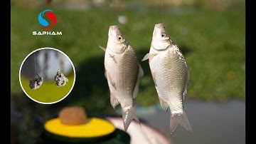 Câu cá tự nhiên | MỒI CÂU CÁ DIẾC ĐƠN GIẢN NHẤT