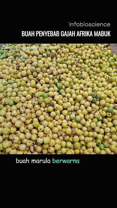 Buah marula mampu menyebabkan gajah dan hewan lainnya di Afrika mabuk - Infobioscience