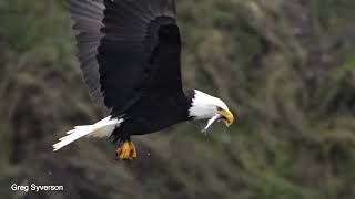 Bald Eagle grabs a smelt from the river in slow motion