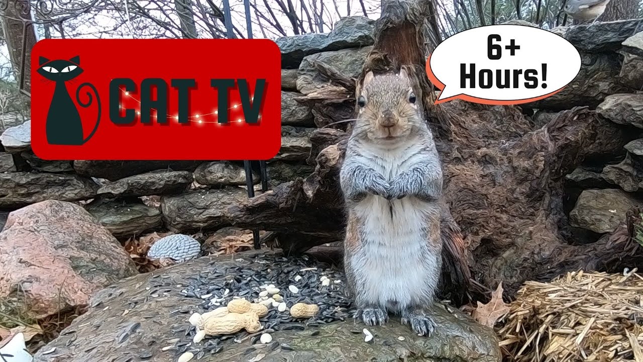 Channel for Cats to Watch Over 6 Hours of Lovely Birds and Sassy