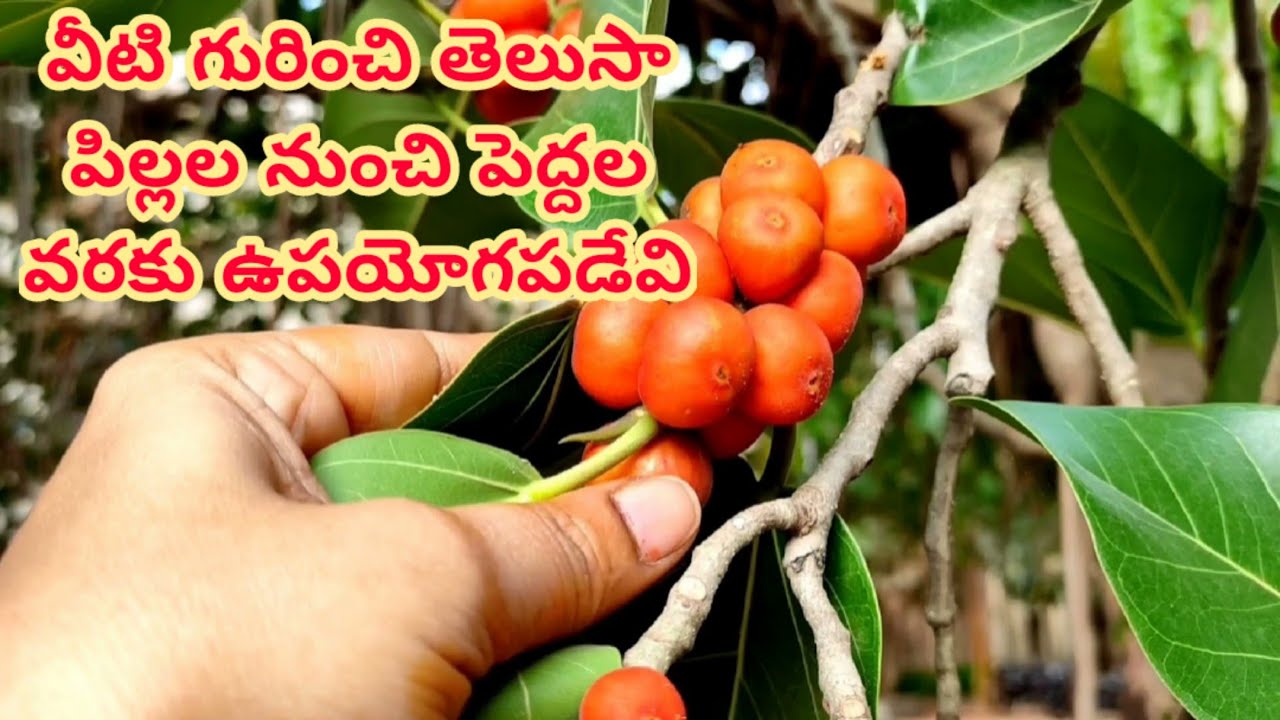 వీటి గురించి తెలిస్తే ! / Banyan fruit best health and beauty benefits