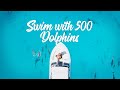 500 Dolphins & Me | Maldives