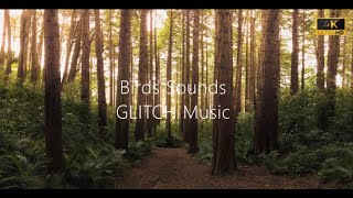 4K Deep Forest - 4 Hours  Birdsong - Robin & Blackbird Singing - Relaxing Nature Ambiance