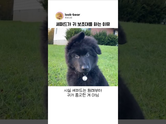 꼬물이 셰퍼드가 귀 보조대를 차는 진짜 이유