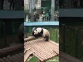Panda Jin Hu-tyre bagger