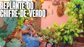 CHIFRE-DE-VEADO NA BOLACHA DE MADEIRA: UM VLOG LIMPANDO MEU PERGOLADO E MINHA MESA COM AGLAONEMAS