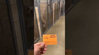 Dogs Getting Their Forever Home. #dogs #pets #cutedog #vivia al a