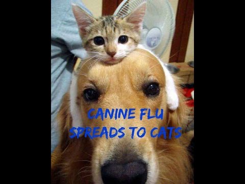 Dog Flu Spreads To Cats