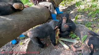 Laugh out loud at the adorable and funny moments of baby chimpanzee by Pet Cute Animals 453 views 5 months ago 3 minutes, 15 seconds