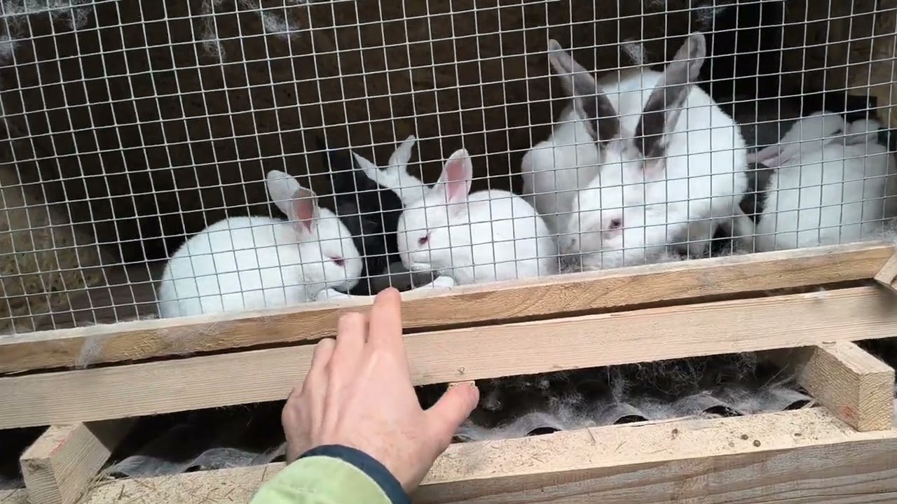 chov králikov na mäso sa oplatí pretože...