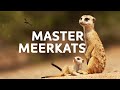 The meerkats and unique animals that are masters of the desert  natural habitat documentary