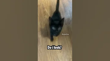 Mama I M Chasing A Ghost 