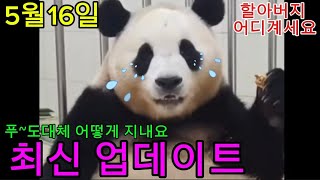 2024년 5월 16일 !!!최신 업데이트!!!오늘 푸바오 ㅠㅠ 얼마만이야!푸~속상하게 by panda stick 월드 50,888 views 9 hours ago 7 minutes, 20 seconds