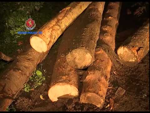 შსს მ სამცხე ჯავახეთში უკანონოდ მოჭრილი ხე ტყე ამოიღო