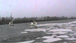 Swans Land on Ice