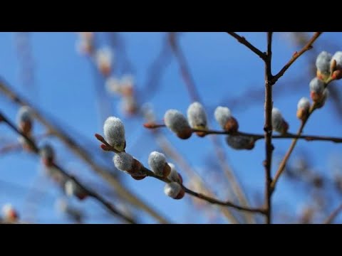 Videó: Virágvasárnap: Mit Ne Tegyünk, Rituálék és Hagyományok