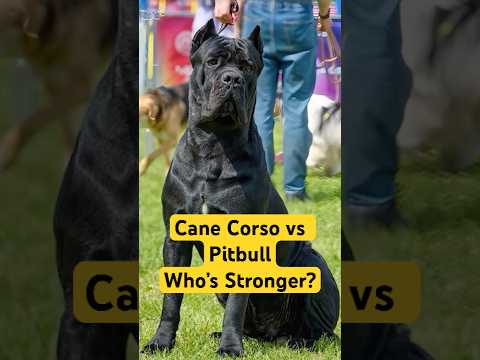 Cane Corso Vs Pitbull: Who’s The Stronger Protector?