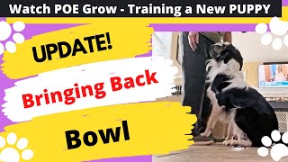 Bring Bowl UPDATE! - Watch POE Grow - The life and Training of a Competition Puppy by Debby Quigley 62 views 2 years ago 21 seconds