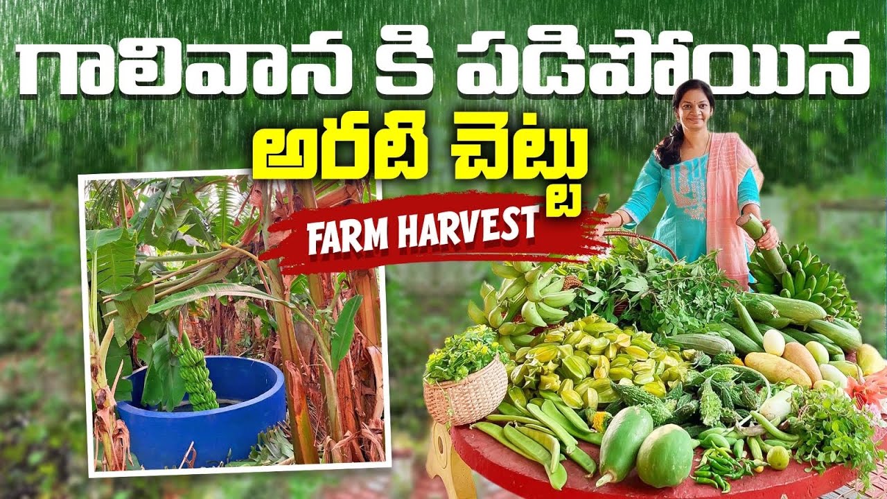 Farm Harvest / వర్షాలకి కళకళ లాడుతున్న మన గార్డెన్ , టేబుల్ నిండిన హార్వెస్ట్ ​⁠@MADGARDENER
