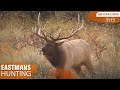 Calling in Two Bulls at Once! - Bow hunting Elk with Grizzlies