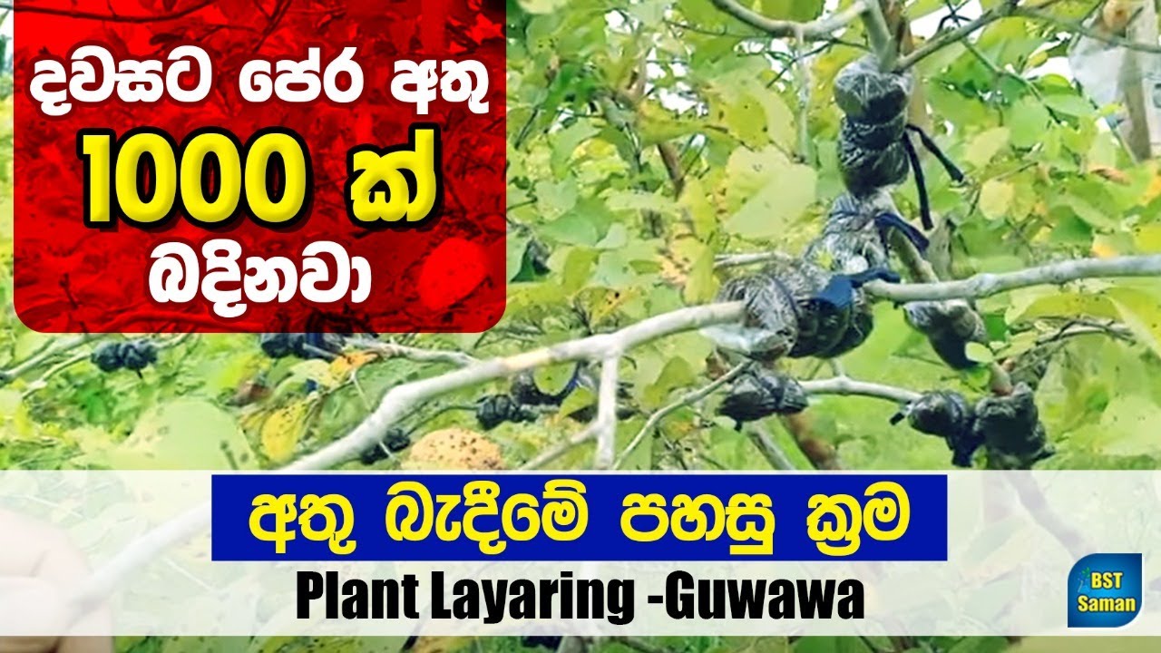 BST Practical,Guwawa layaring.Air layering,BST Saman පේර අතු බැඳීම.