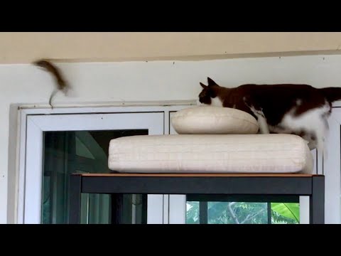 Three Cats and a Rat (Part 6)