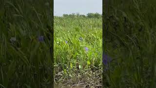 Gulf of Mexico - West Cote Blanche Bay! Beautiful day on the water. Reconnect. Recharge. Self Care.