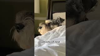 What Dogs Teach Us About Life by ChumpieTheDog 5,140 views 10 months ago 1 minute, 10 seconds