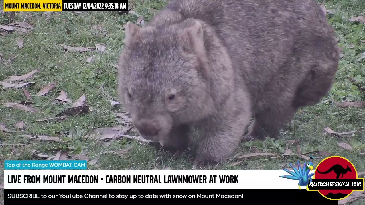 Uitgraving Omdat onbetaald WombatCam! One of our resident wombats showing off on the snowcam - YouTube
