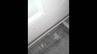 Wolf spider mommy