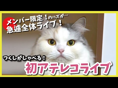 ちょっとええ猫とお話する会【メンバー限定】【関西弁でしゃべる猫】