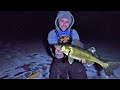 Wisconsin Night Walleye Fishing! CRAZY Action!