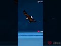 يلا انا طير الحر انا لحمي مر