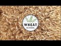 Wheat school high head counts deliver high yield