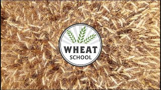 Wheat School: High head counts deliver high yield