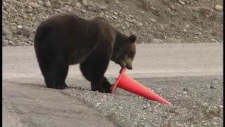 Bear Picks Up Fallen Traffic Cone by Roadside Before Walking Away - 1112841 Resimi