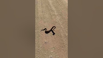 Rattlesnake Making Bad Decisions