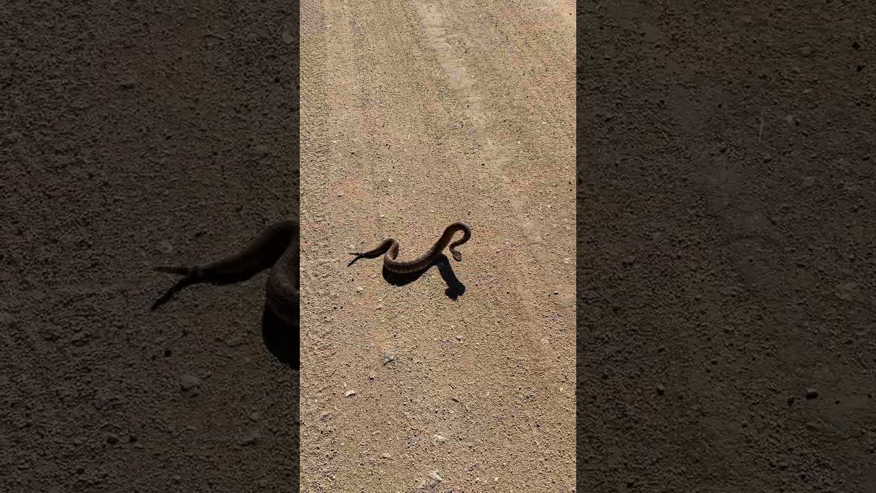 Rattlesnake Making Bad Decisions