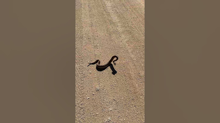 Rattlesnake Making Bad Decisions