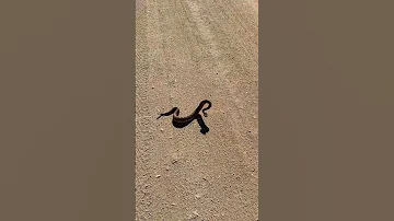 Rattlesnake Making Bad Decisions 